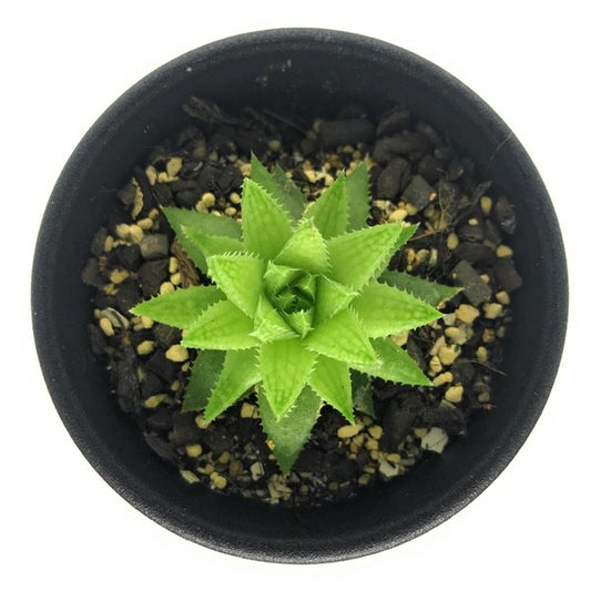 PLANCHU 多肉植物 ハオルチア オキシゴナ IB08842 Langverwacht 2.5号鉢 Haworthia oxygona