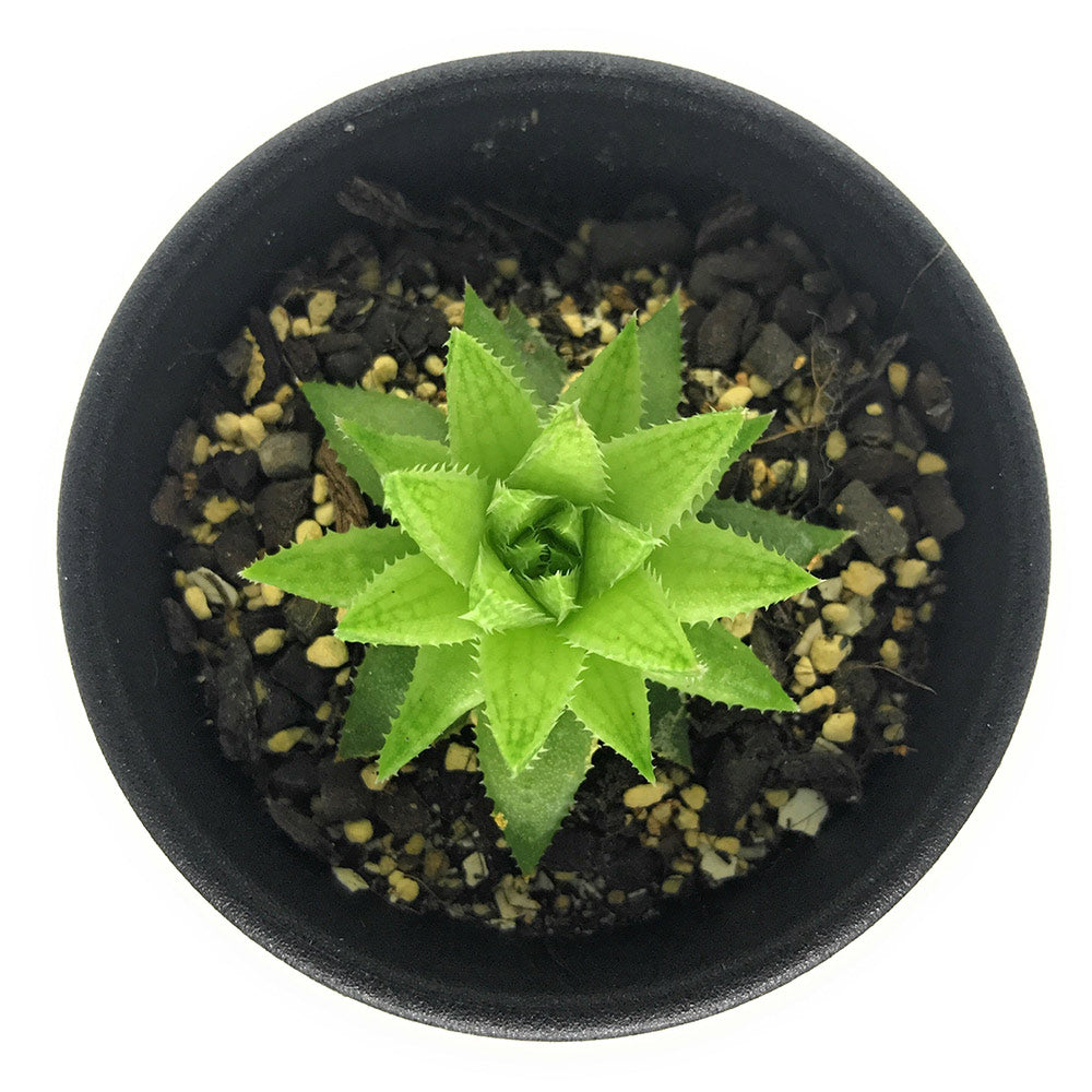 PLANCHU 多肉植物 ハオルチア オキシゴナ IB08842 Langverwacht 2.5号鉢 Haworthia oxygona
