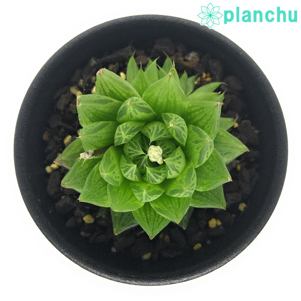 PLANCHU 多肉植物 ハオルチア オキュラータ EVJ15927 N of Groot River 2.5号鉢 Haworthia oculata