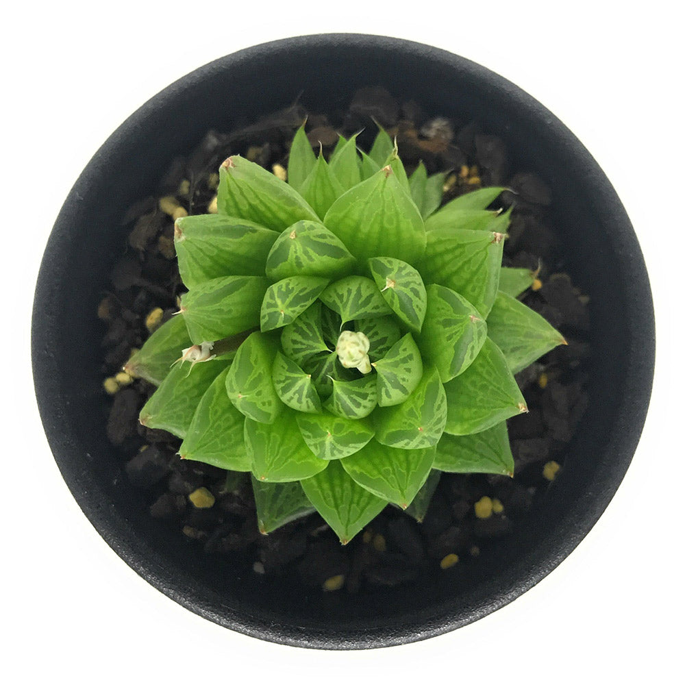 PLANCHU 多肉植物 ハオルチア オキュラータ EVJ15927 N of Groot River 2.5号鉢 Haworthia oculata