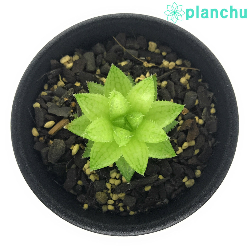 PLANCHU 多肉植物 ハオルチア レティキュラータ ティンカーベル Buitenskloof 2.5号鉢 Haworthia reticulata ‘Tinkerbell’