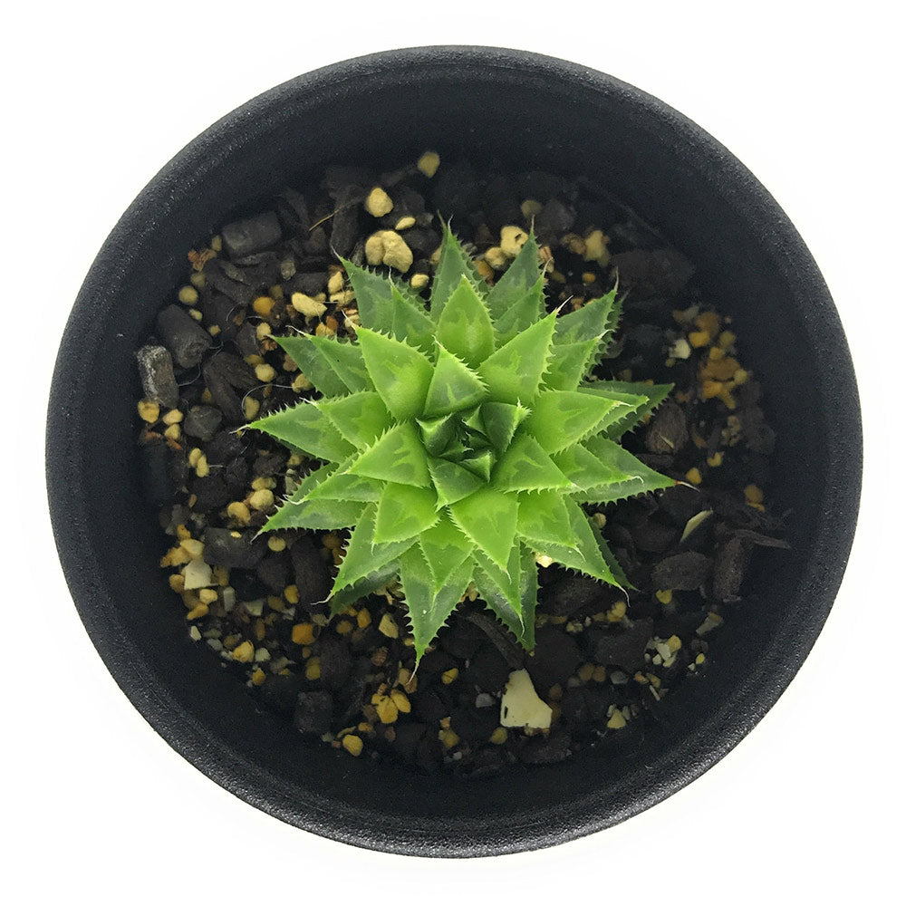 PLANCHU 多肉植物 ハオルチア エリゼアエ DMC09606 W of Stormsvlei 2.5号鉢 Haworthia elizeae