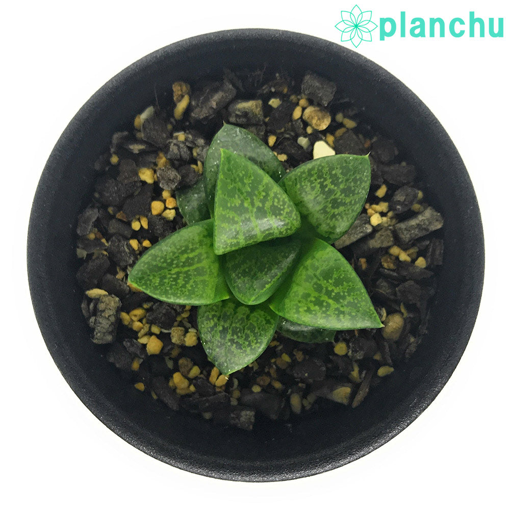 PLANCHU 多肉植物 ハオルチア 吉沢コンプト 2.5号鉢 Haworthia