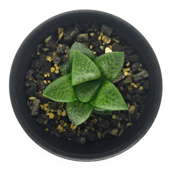 PLANCHU 多肉植物 ハオルチア 吉沢コンプト 2.5号鉢 Haworthia