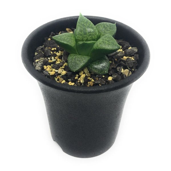 PLANCHU 多肉植物 ハオルチア 吉沢コンプト 2.5号鉢 Haworthia