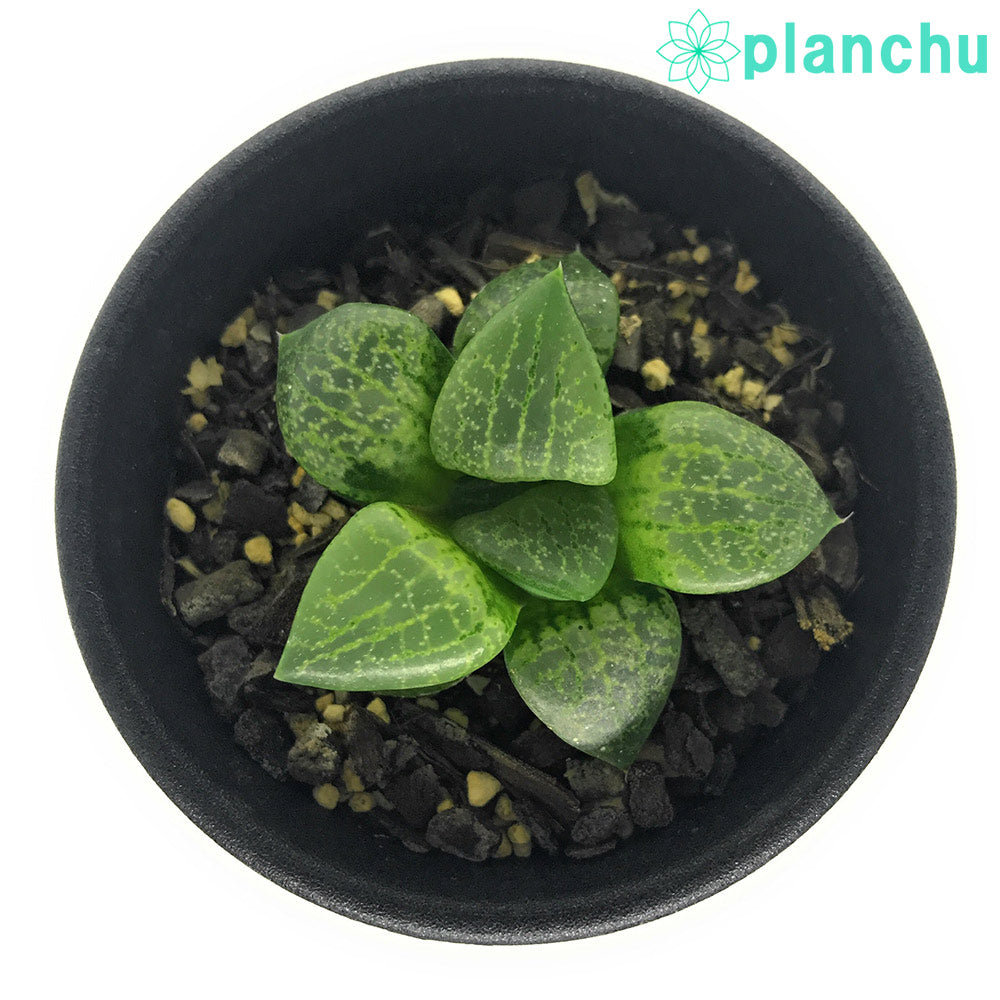 PLANCHU 多肉植物 ハオルチア 流線コンプト 2.5号鉢 Haworthia