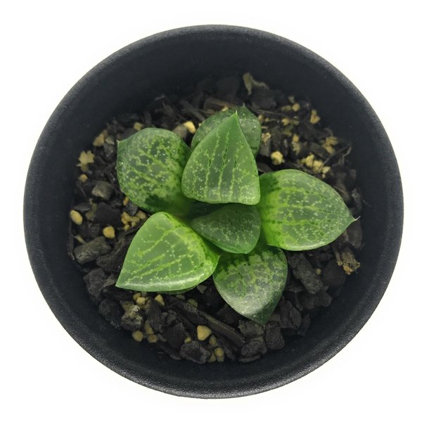 PLANCHU 多肉植物 ハオルチア 流線コンプト 2.5号鉢 Haworthia