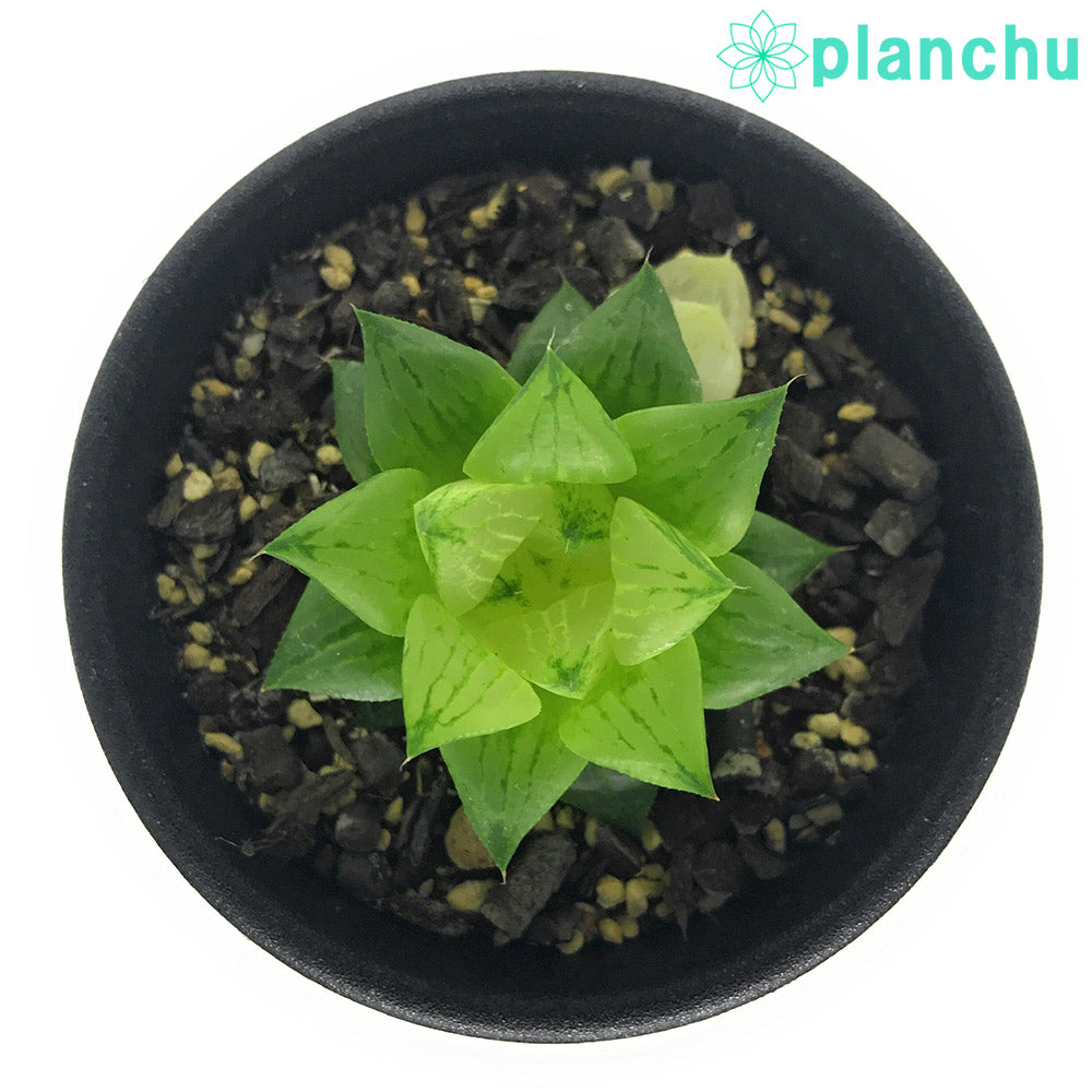 PLANCHU 多肉植物 ハオルチア 氷砂糖 2.5号鉢 Haworthia turgida f. variegata