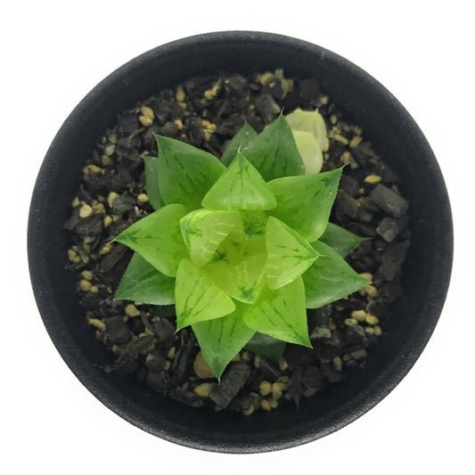 PLANCHU 多肉植物 ハオルチア 氷砂糖 2.5号鉢 Haworthia turgida f. variegata