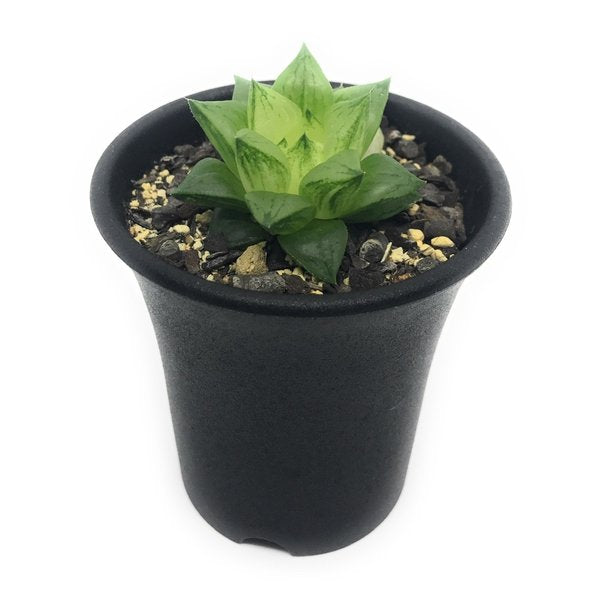 PLANCHU 多肉植物 ハオルチア 氷砂糖 2.5号鉢 Haworthia turgida f. variegata