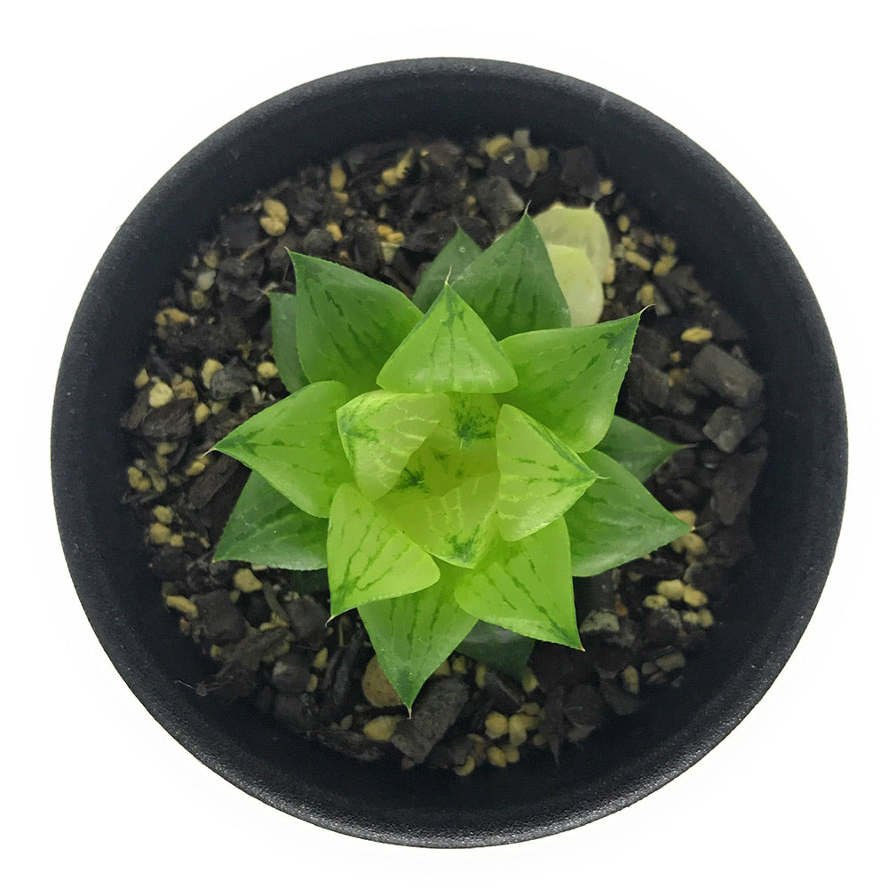 PLANCHU 多肉植物 ハオルチア 氷砂糖 2.5号鉢 Haworthia turgida f