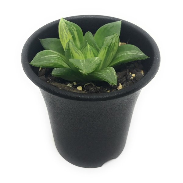 PLANCHU 多肉植物 ハオルチア 宝草錦 2.5号鉢 Haworthia cuspidata f.variegata