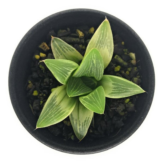 PLANCHU 多肉植物 ハオルチア ミルキーウェイ 2.5号鉢 Haworthia