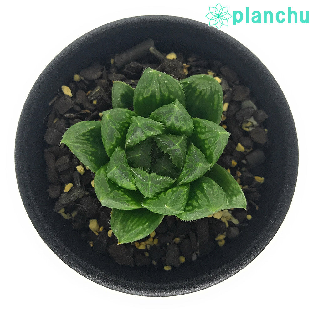 PLANCHU 多肉植物 ハオルチア ギザギザハート 2.5号鉢 Haworthia ‘Giza Giza Heart’