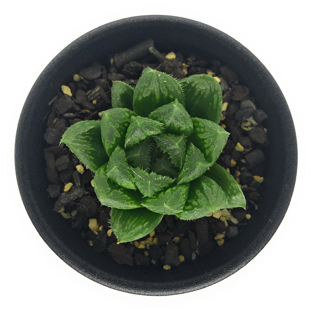 PLANCHU 多肉植物 ハオルチア ギザギザハート 2.5号鉢 Haworthia ‘Giza Giza Heart’