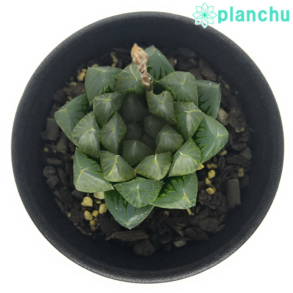 PLANCHU 多肉植物 ハオルチア ブラックオブツーサ 2.5号鉢 Haworthia