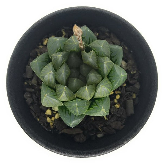 PLANCHU 多肉植物 ハオルチア ブラックオブツーサ 2.5号鉢 Haworthia