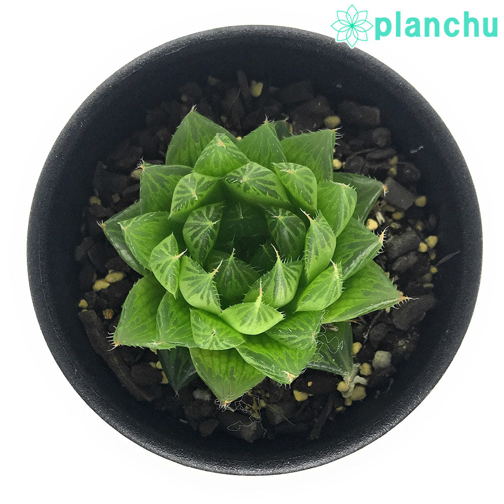 PLANCHU 多肉植物 ハオルチア スペックシー IB6954 Old Thomas River Road 2.5号鉢 Haworthia specksii