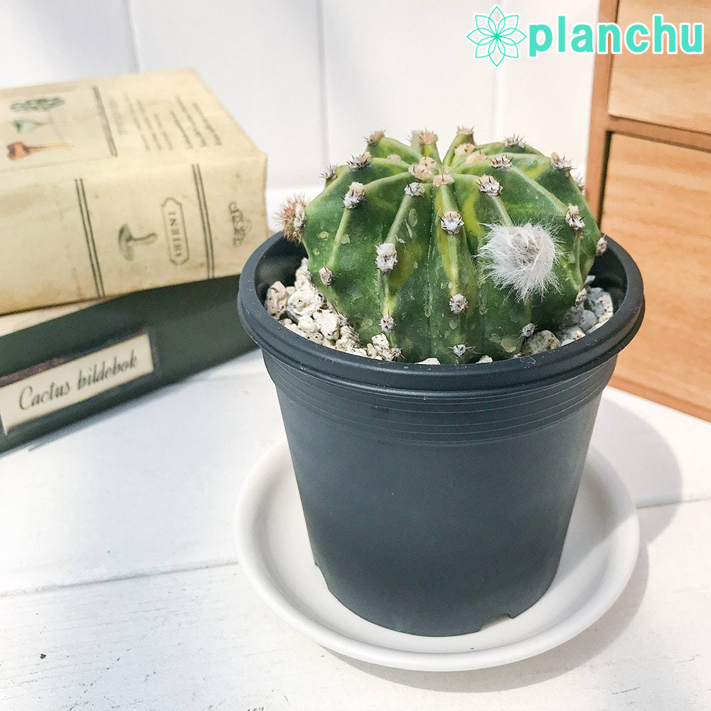 PLANCHU サボテン エキノプシス 世界の図 3号鉢 受け皿付き 育て方説明書付き Echinopsis eyriesii f. variegata