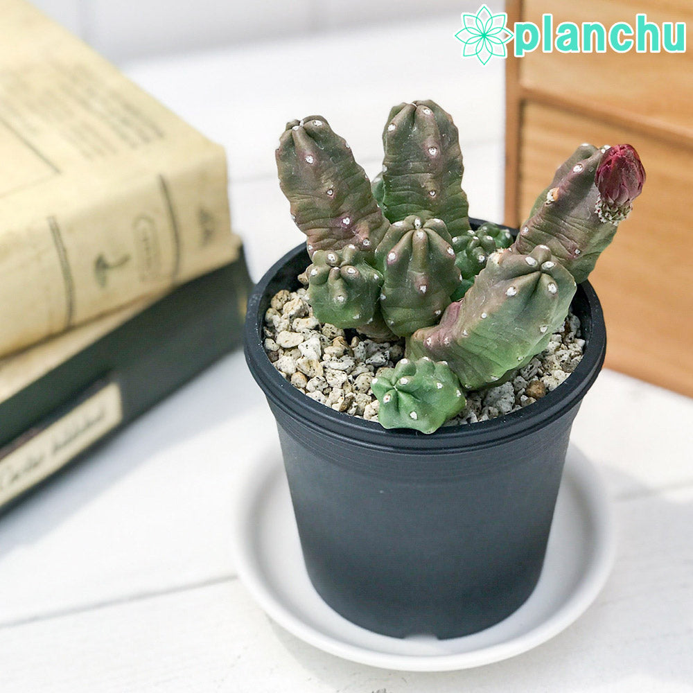 PLANCHU サボテン エキノケレウス 桃太郎 ももたろう 3号鉢 受け皿付き 育て方説明書付き  Echinocereus pentalophus ‘Momotarou’