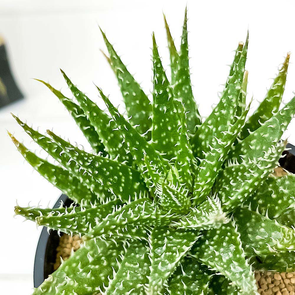 PLANCHU 多肉植物 アロエ ハオルチオイデス × ディスコイングシー 3号