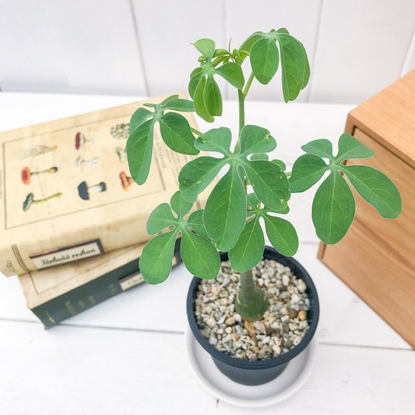 PLANCHU 多肉植物 コーデックス アデニア スピノーサ × グラウカ 3号鉢 受け皿付き 育て方説明書付き Adenia spinosa × glauca