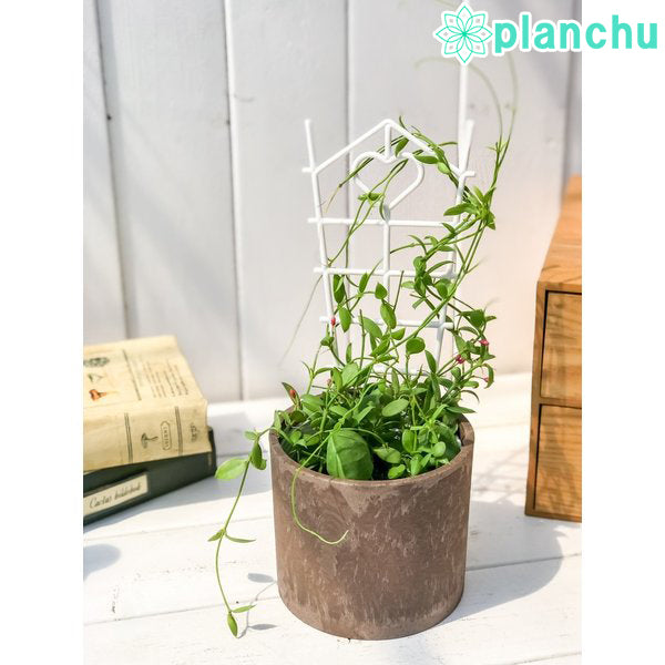 PLANCHU 多肉植物 ディスキディア カンガルーポケット バイオマスポット