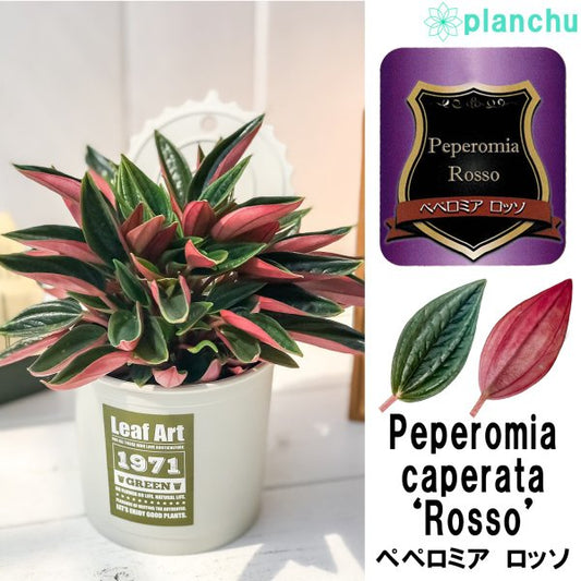 PLANCHU 観葉植物 ペペロミア ロッソ 3.5号ポット 缶詰風鉢カバー付き 色おまかせ 育て方説明書付き