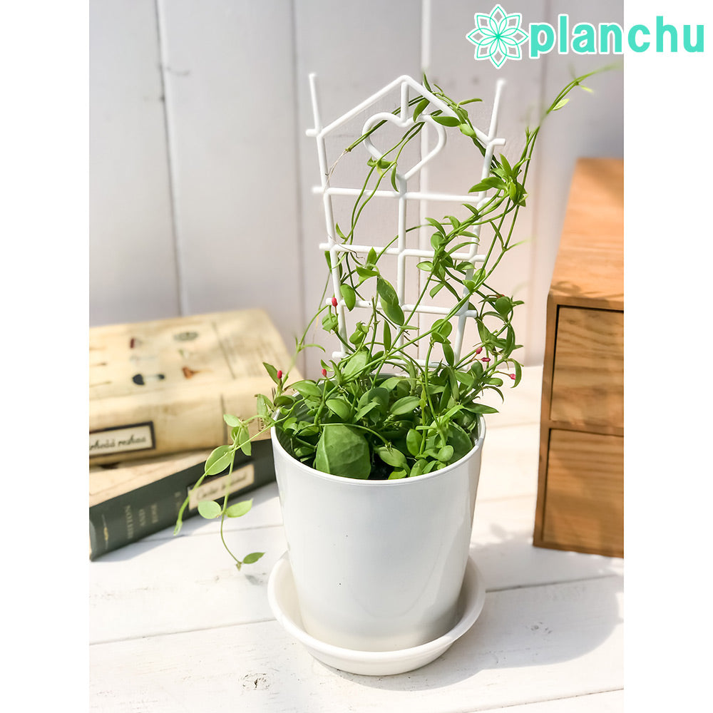 PLANCHU 観葉植物 ディスキディア カンガルーポケット 4号鉢 受け皿付き 育て方説明書付き Dischidia pectenoides