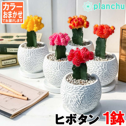 PLANCHU サボテン ヒボタン 陶器鉢植え 受け皿付き 育て方説明書付き 緋牡丹 ギムノカリキウム キャンドルサボテン カラーヘッドサボテン 観葉植物 丈夫 初心者向き