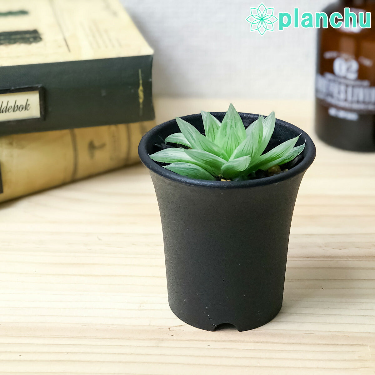 PLANCHU 多肉植物 ハオルチア 仙女香 2.5号鉢 Haworthia