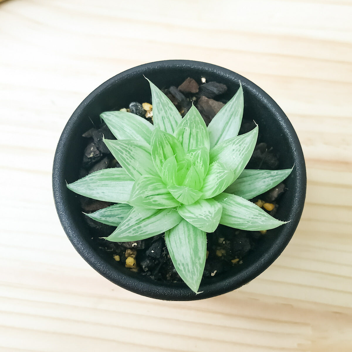 PLANCHU 多肉植物 ハオルチア 仙女香 2.5号鉢 Haworthia