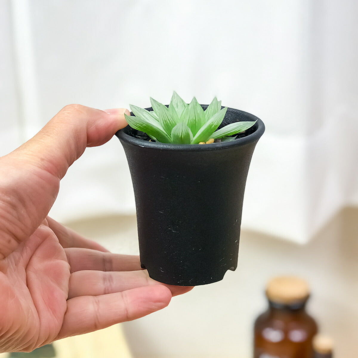 PLANCHU 多肉植物 ハオルチア 仙女香 2.5号鉢 Haworthia