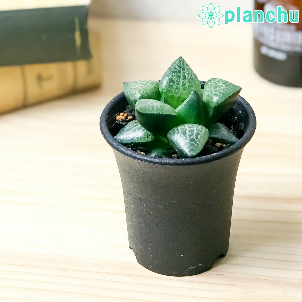 PLANCHU 多肉植物 ハオルチア 萩原コンプト 2.5号鉢 Haworthia