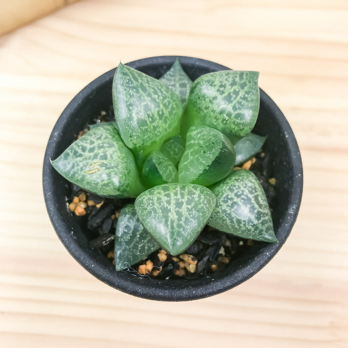 PLANCHU 多肉植物 ハオルチア 萩原コンプト 2.5号鉢 Haworthia