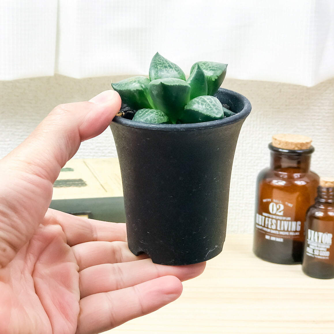 PLANCHU 多肉植物 ハオルチア 萩原コンプト 2.5号鉢 Haworthia