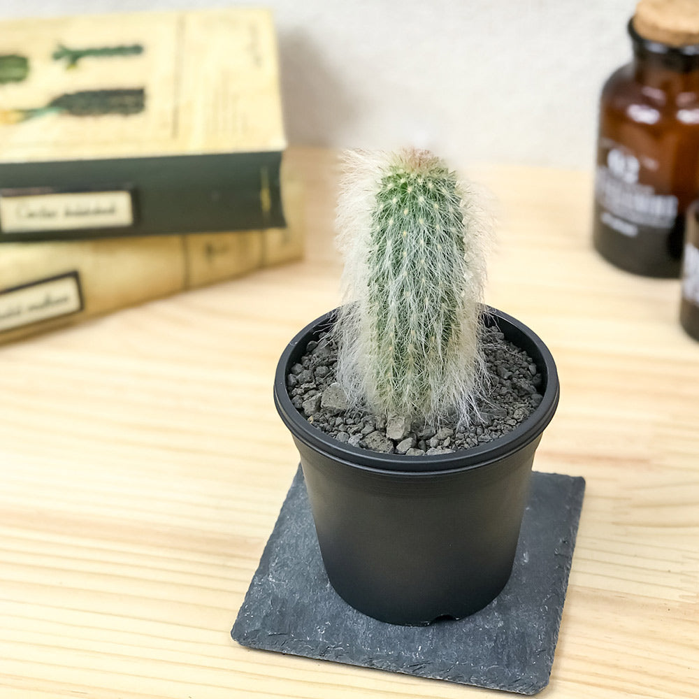PLANCHU サボテン エスポストア 老楽 おいらく 3号鉢 受け皿付き 育て方説明書付き Espostoa lanata