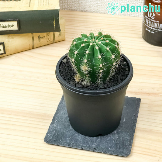 PLANCHU サボテン ロビビア 3号鉢 受け皿付き 育て方説明書付き Lobivia