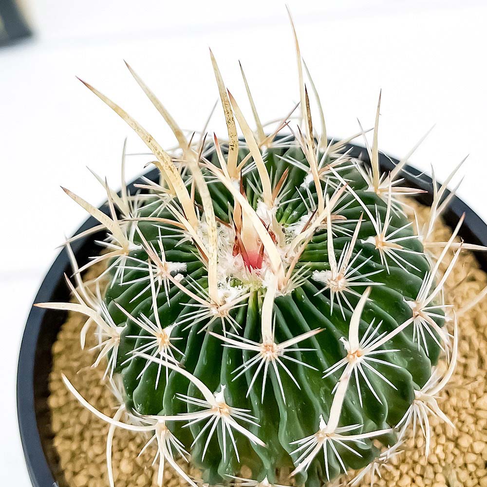 PLANCHU サボテン エキノフォスロカクタス ランシフェル 3号鉢 受け皿付き 育て方説明書付き Echinofossulocactus