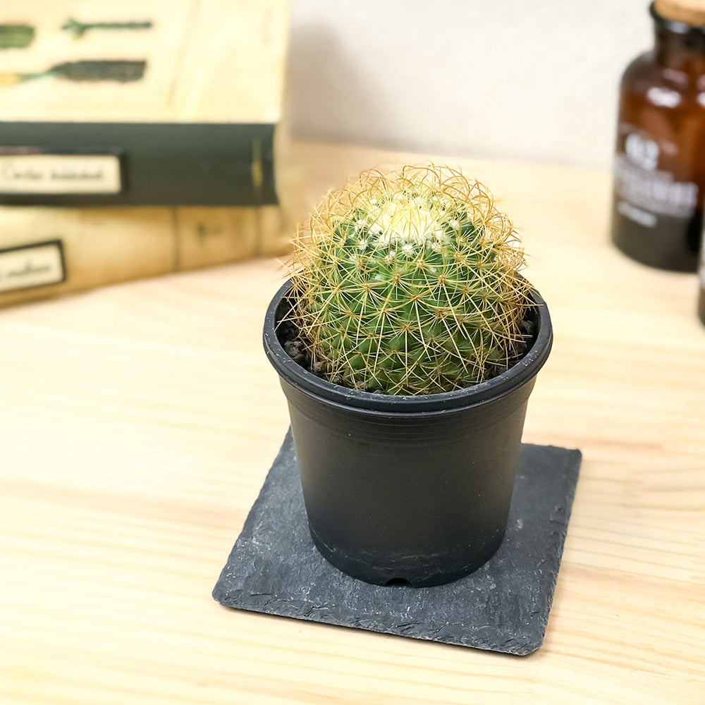 PLANCHU サボテン マミラリア 泉丸 いずみまる 3号鉢 受け皿付き 育て方説明書付き Mammillaria