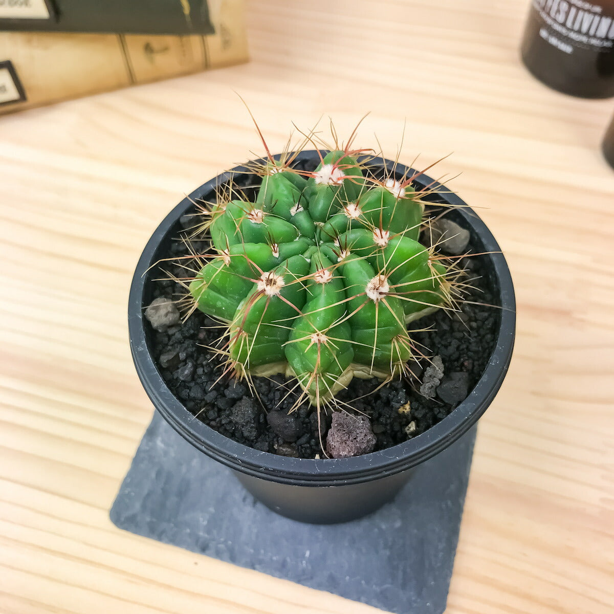 PLANCHU サボテン パロディア 貴宝青 きほうせい 3号鉢 受け皿付き 育て方説明書付き Notocactus ottonis var. schuldtii ノトカクタス