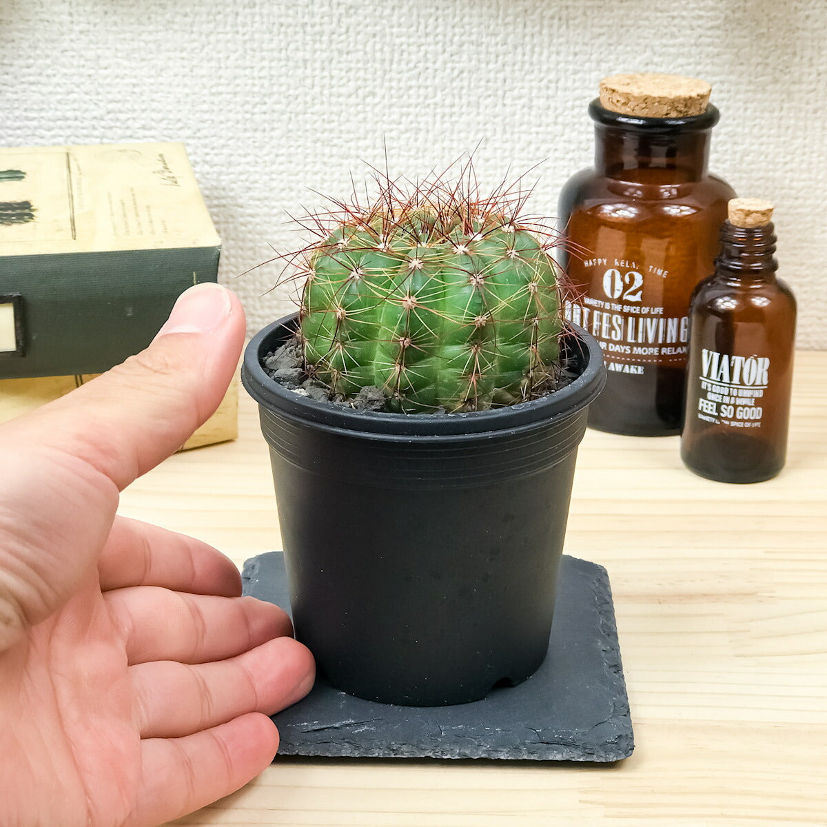 PLANCHU サボテン パロディア 青王丸 せいおうまる 3号鉢 受け皿付き 育て方説明書付き Parodia ottonis
