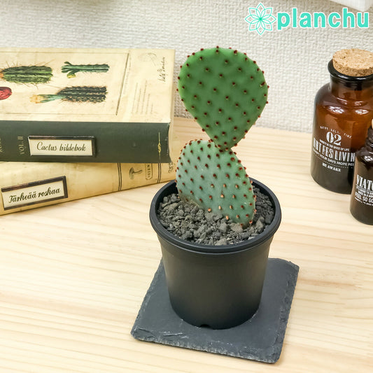 PLANCHU サボテン オプンチア 紅団扇 べにうちわ 3号鉢 受け皿付き 育て方説明書付き Opuntia