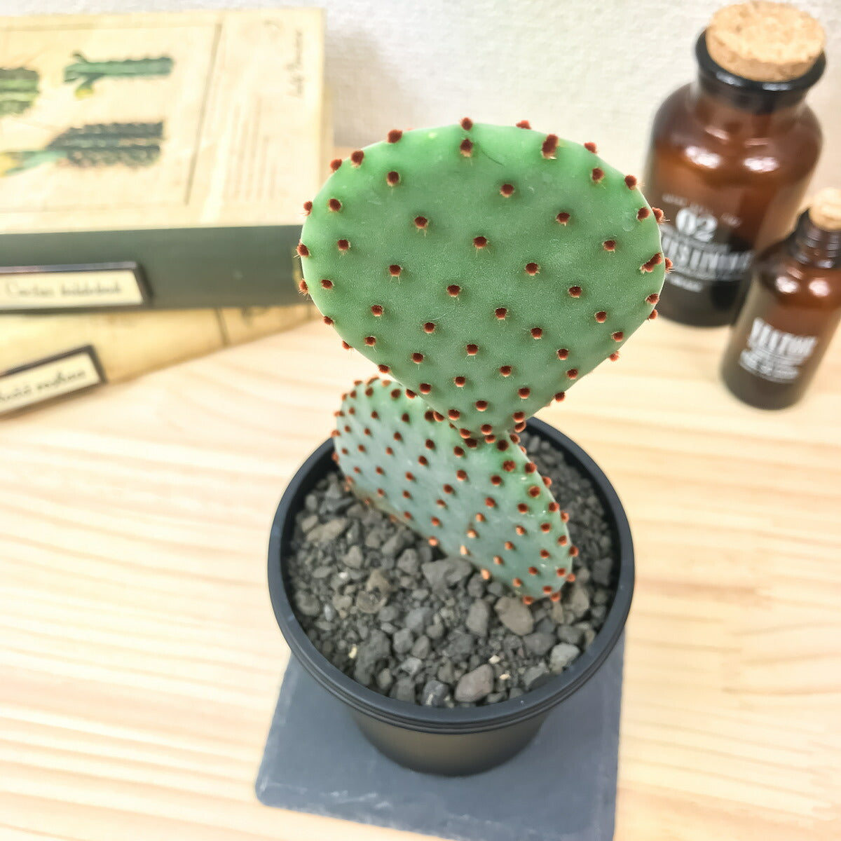 PLANCHU サボテン オプンチア 紅団扇 べにうちわ 3号鉢 受け皿付き 育て方説明書付き Opuntia