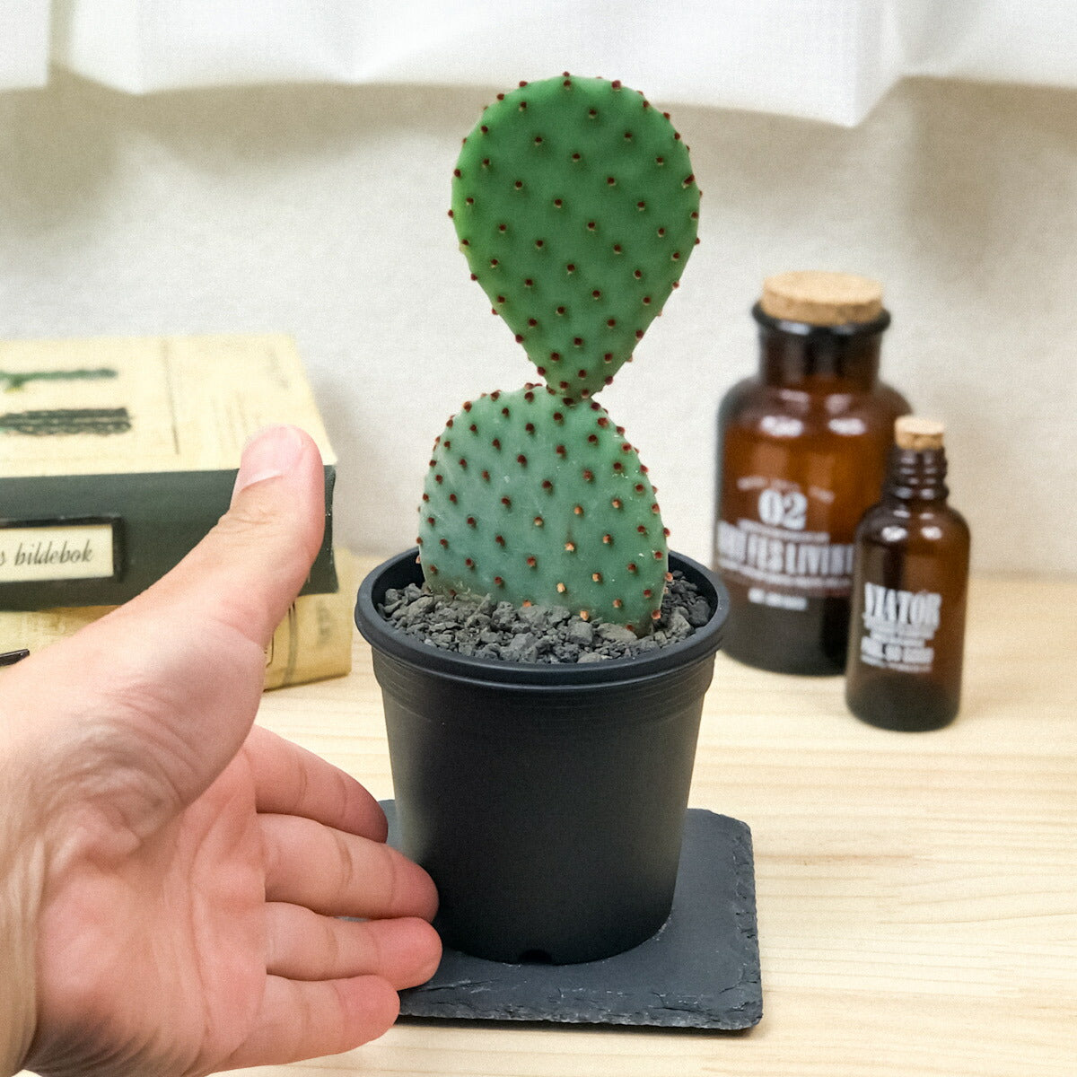 PLANCHU サボテン オプンチア 紅団扇 べにうちわ 3号鉢 受け皿付き 育て方説明書付き Opuntia