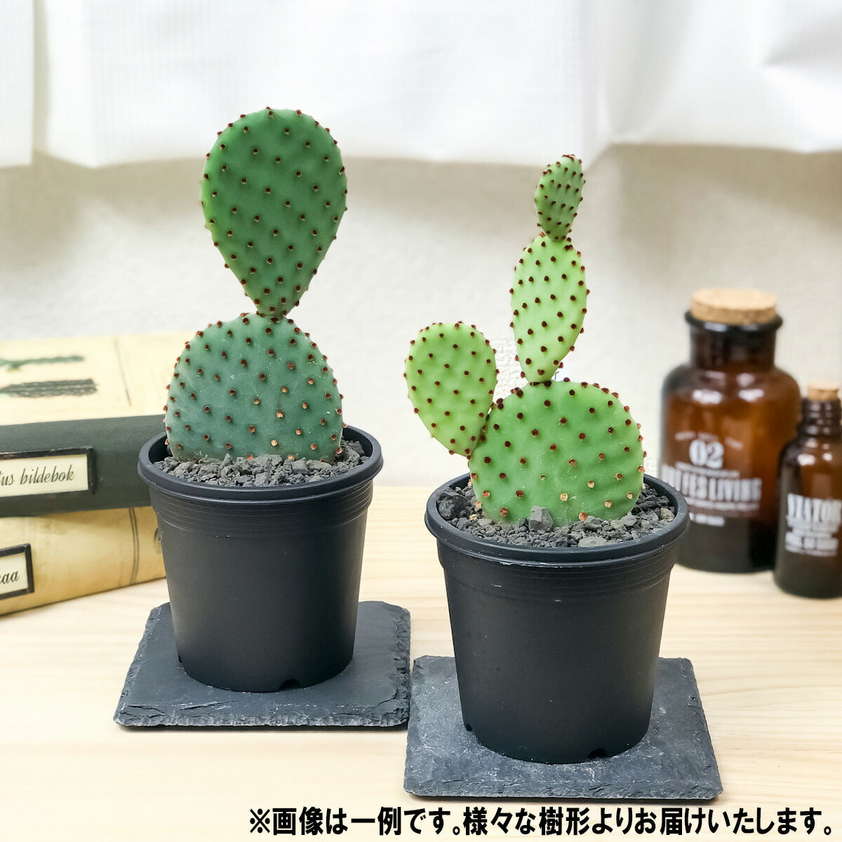 PLANCHU サボテン オプンチア 紅団扇 べにうちわ 3号鉢 受け皿付き 育て方説明書付き Opuntia