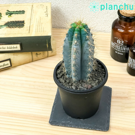 PLANCHU サボテン ピロソケレウス アズレウス 3号鉢 受け皿付き 育て方説明書付き Pilosocereus pachycladus 金青閣 きんせいかく アズレウス柱