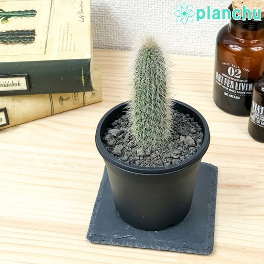 PLANCHU サボテン クレイストカクタス 吹雪柱 ふぶきちゅう 3号鉢 受け皿付き 育て方説明書付き Cleistocactus strausii