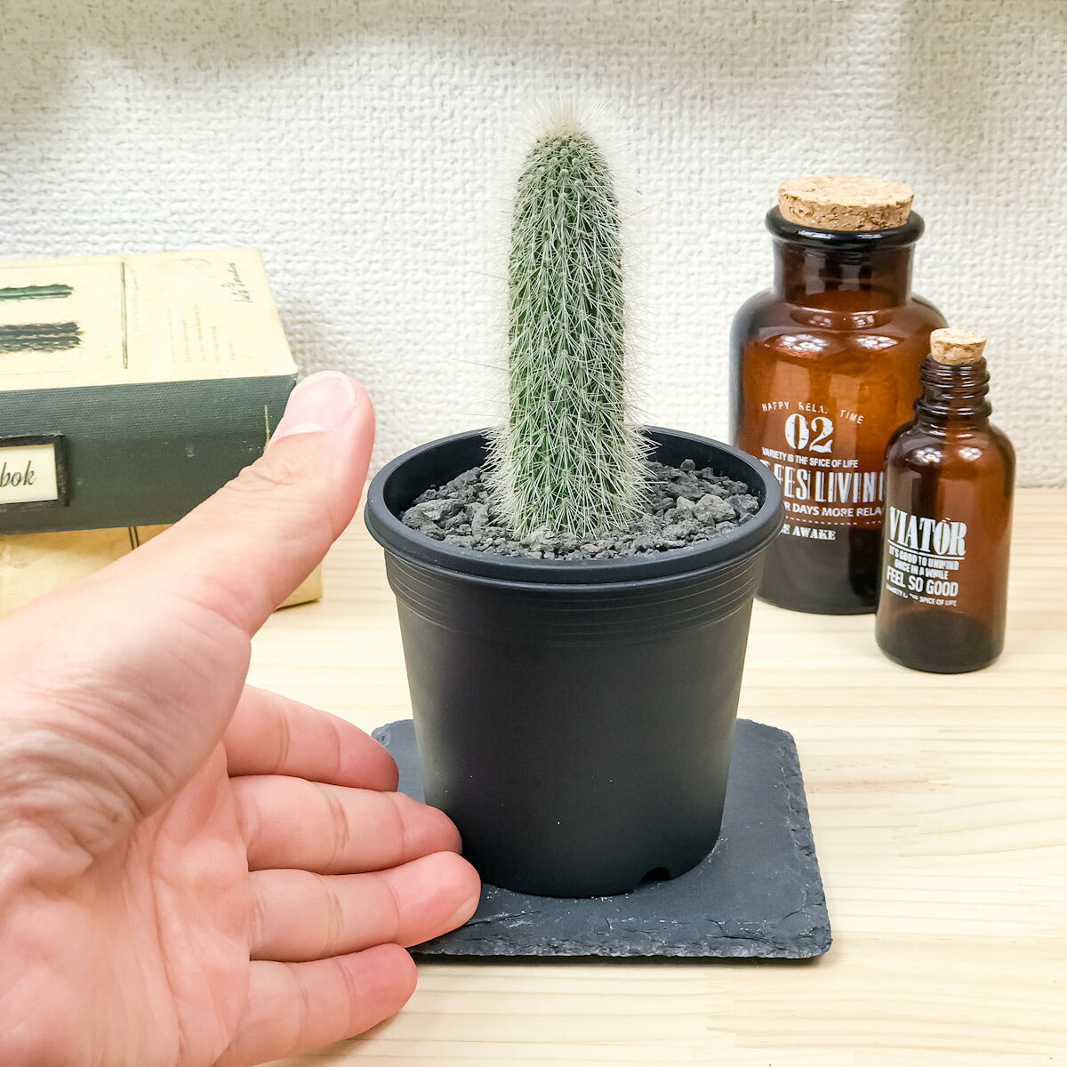 PLANCHU サボテン クレイストカクタス 吹雪柱 ふぶきちゅう 3号鉢 受け皿付き 育て方説明書付き Cleistocactus strausii