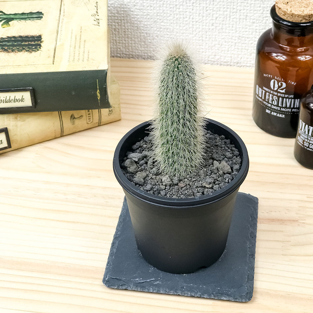 PLANCHU サボテン クレイストカクタス 吹雪柱 ふぶきちゅう 3号鉢 受け皿付き 育て方説明書付き Cleistocactus strausii